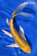 8.75" GINRIN YAMABUKI OGON BUTTERFLY