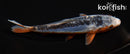 5.5" SHUSUI