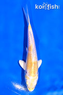 4" LEMON HARIWAKE