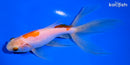 5.75" WATONAI GOLDFISH