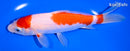 7" KOHAKU