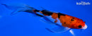 6.25" SANKE BUTTERFLY