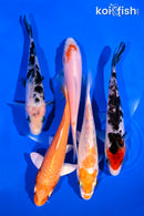 PACK OF (5) 4-5" STANDARD KOI