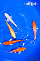 PACK OF (5) 4-4.25" STANDARD KOI