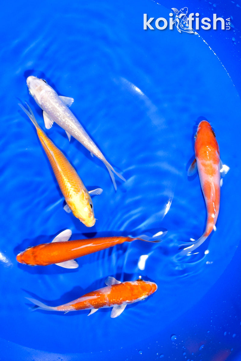 PACK OF (5) 4-4.25" STANDARD KOI
