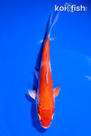 6" HARIWAKE