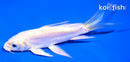 4.5" DOITSU PLATINUM OGON BUTTERFLY