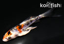4" BENI KIKOKURYU BUTTERFLY