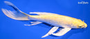 9.5" YAMABUKI OGON BUTTERFLY