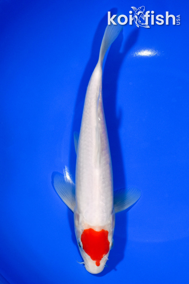 8.75" TANCHO KOHAKU