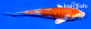 4.5" ARAGOKE KIKUSUI