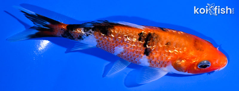 5.25" GINRIN SANKE