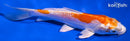 5.5" KIKUSUI