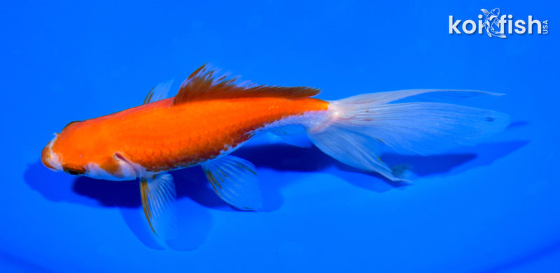 6" WAKIN GOLDFISH