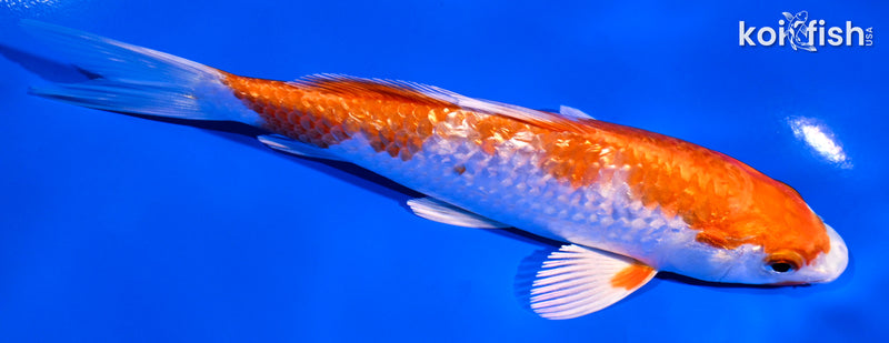 5.25" GINRIN HARIWAKE