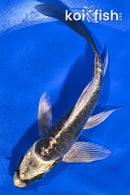 5.25" KIKOKURYU BUTTERFLY