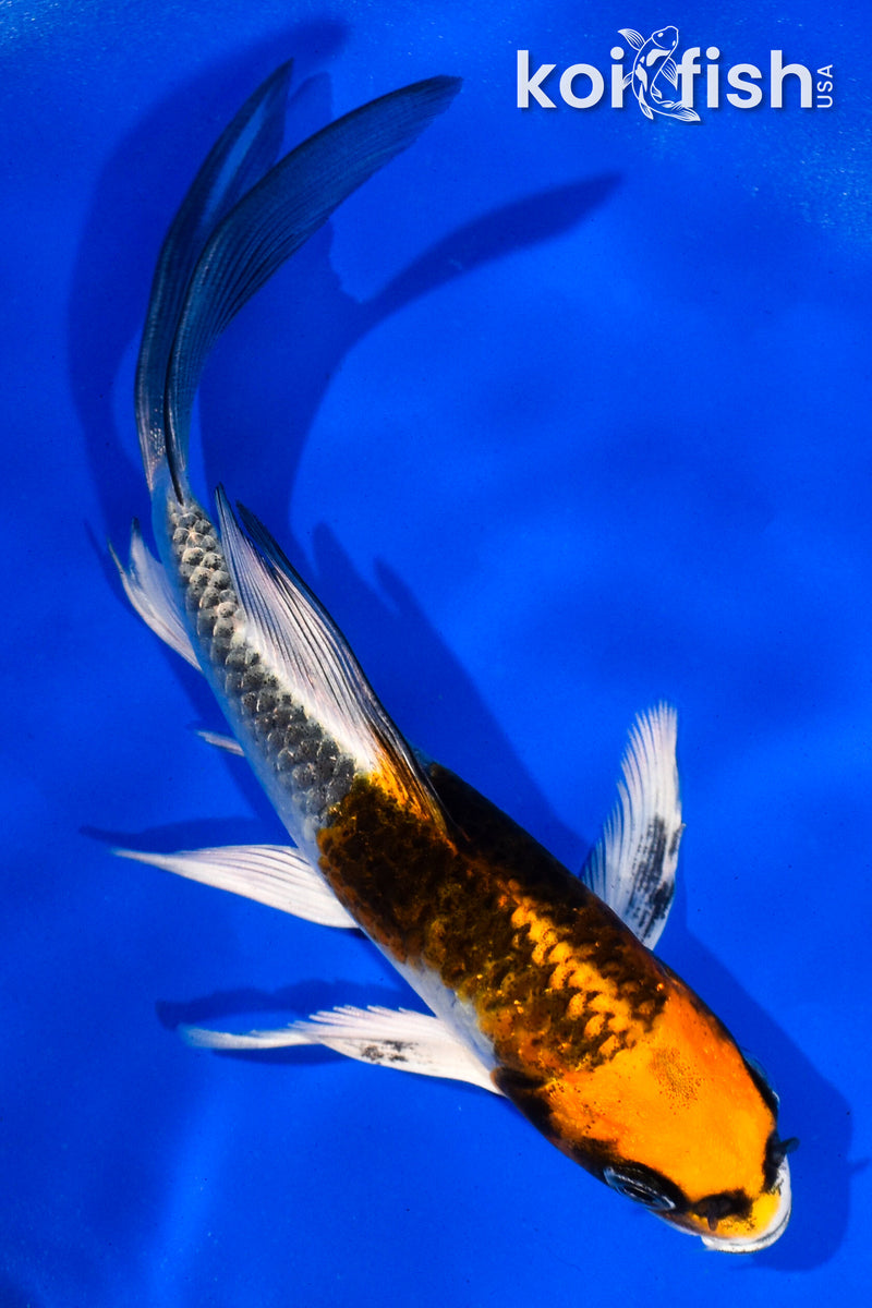 5" BENI GINGA BUTTERFLY