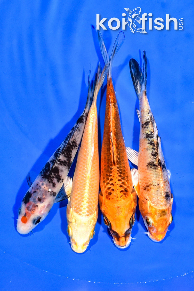PACK OF (4) 4.5-5.25" MIXED STANDARD KOI