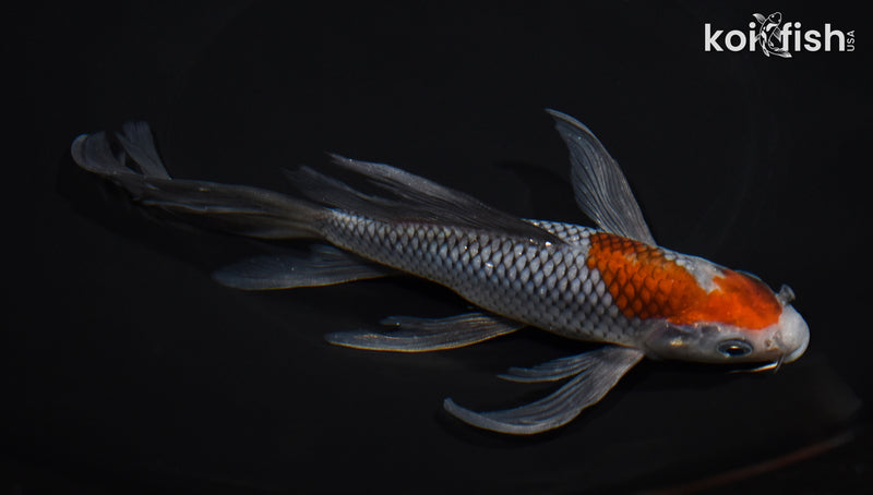 7.5" OCHIBA SHIGURE BUTTERFLY