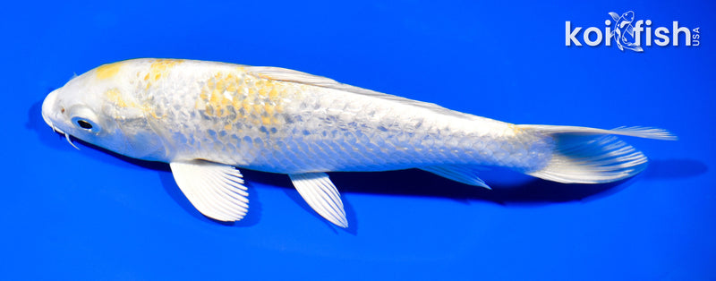 7.5" GINRIN HARIWAKE