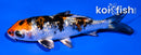 3.5" GINRIN YAMATO NISHIKI