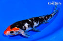 7.25" SHOWA
