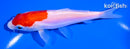 5.5" DOITSU KOHAKU