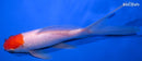 7" TANCHO SARASA COMET GOLDFISH