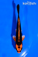 5" ORENJI MATSUBA