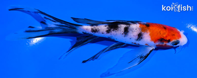 5.75" SANKE BUTTERFLY