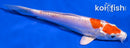 7" KIKUSUI