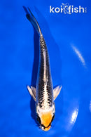 5" KUJAKU