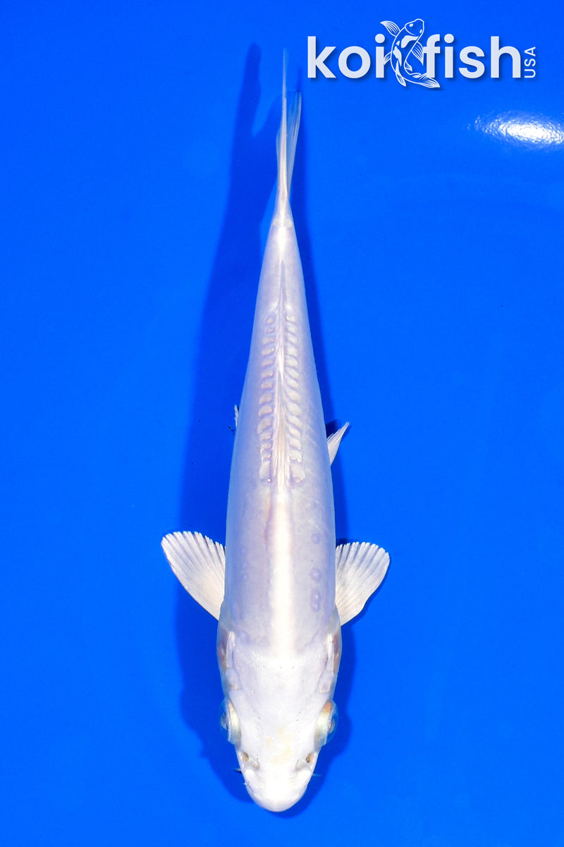 6" DOITSU PLATINUM OGON