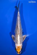 9.5" BENI GINGA