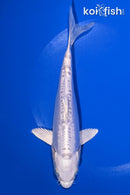 7" DOITSU PLATINUM OGON