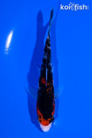 5" BENI MATSUKAWABAKE