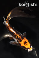 8.75" BENI KIKOKURYU BUTTERFLY