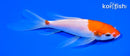 6.75" KOHAKU BUTTERFLY