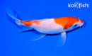 7" NIDAN KOHAKU BUTTERFLY