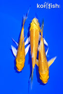 PACK OF (3) 3.5-4.25" YAMABUKI OGON BUTTERFLY KOI