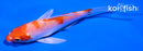 4" HARIWAKE BUTTERFLY