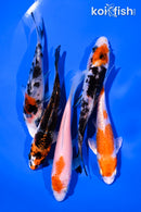PACK OF (5) 4-5" STANDARD KOI