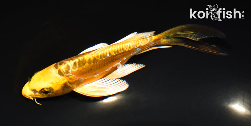 6" KIN KIKOKURYU BUTTERFLY