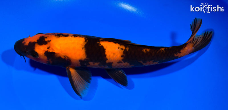 10.25" HI UTSURI