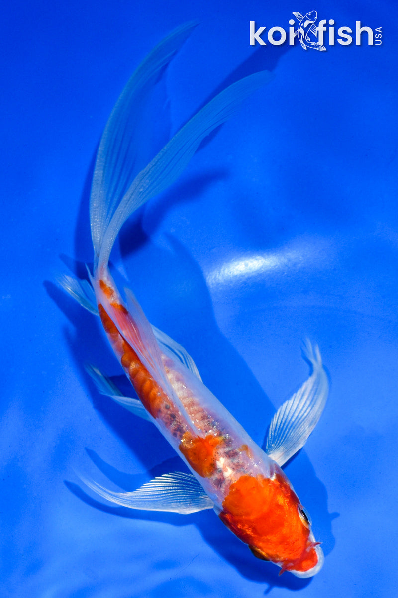 6" DOITSU HARIWAKE BUTTERFLY