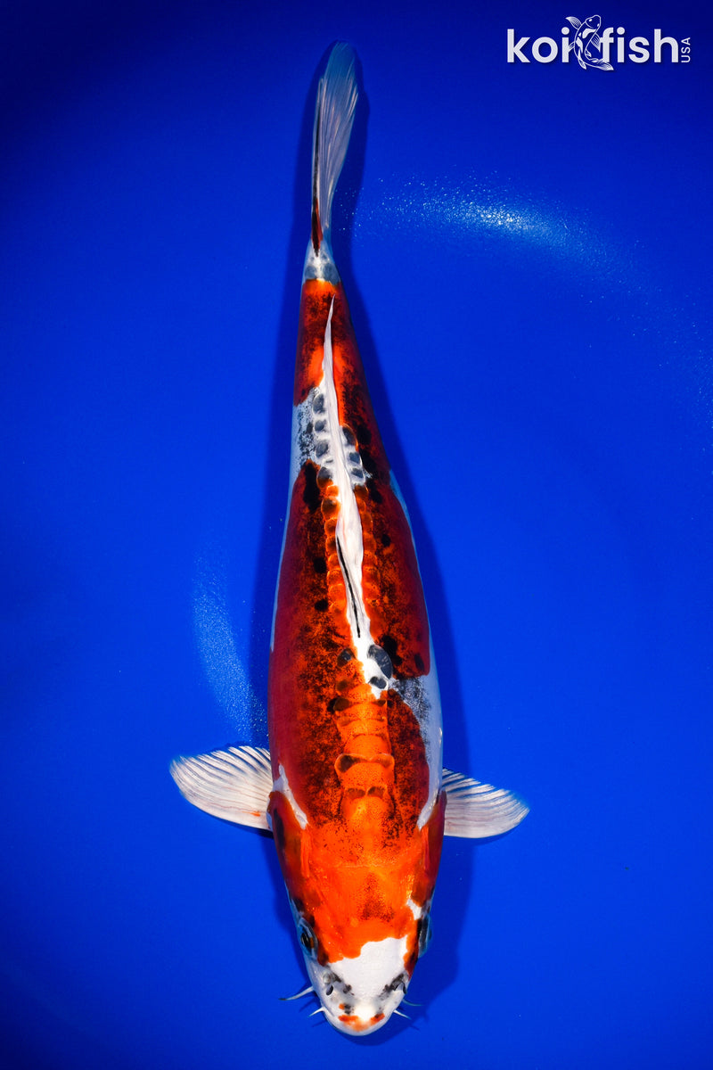 14" BENI KIKOKURYU