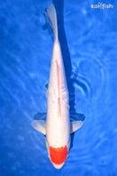 12.75" TANCHO KOHAKU