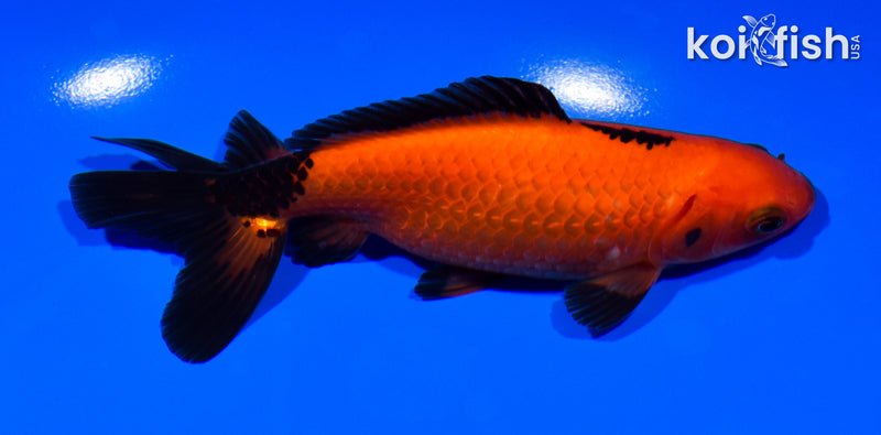 5.25" WAKIN GOLDFISH