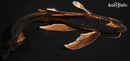9.75" BENI KIKOKURYU BUTTERFLY