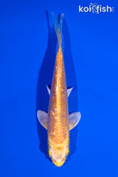 4.5" GINRIN YAMABUKI OGON